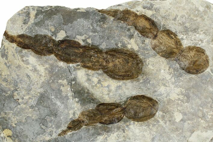 Dinosaur (Grallator) Track - Negative Impression #366838